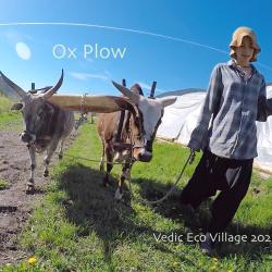 Ox Plow
