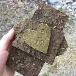 cow dung seed paper